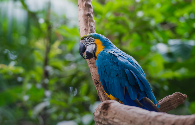 Ministério do Meio Ambiente inclui novas etapas para manifestação do ICMBio nos processos de licenciamento ambiental. 